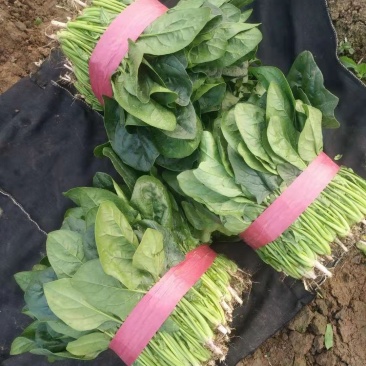 精品大叶菠菜，大量上市中，高度二十五到二十七公分