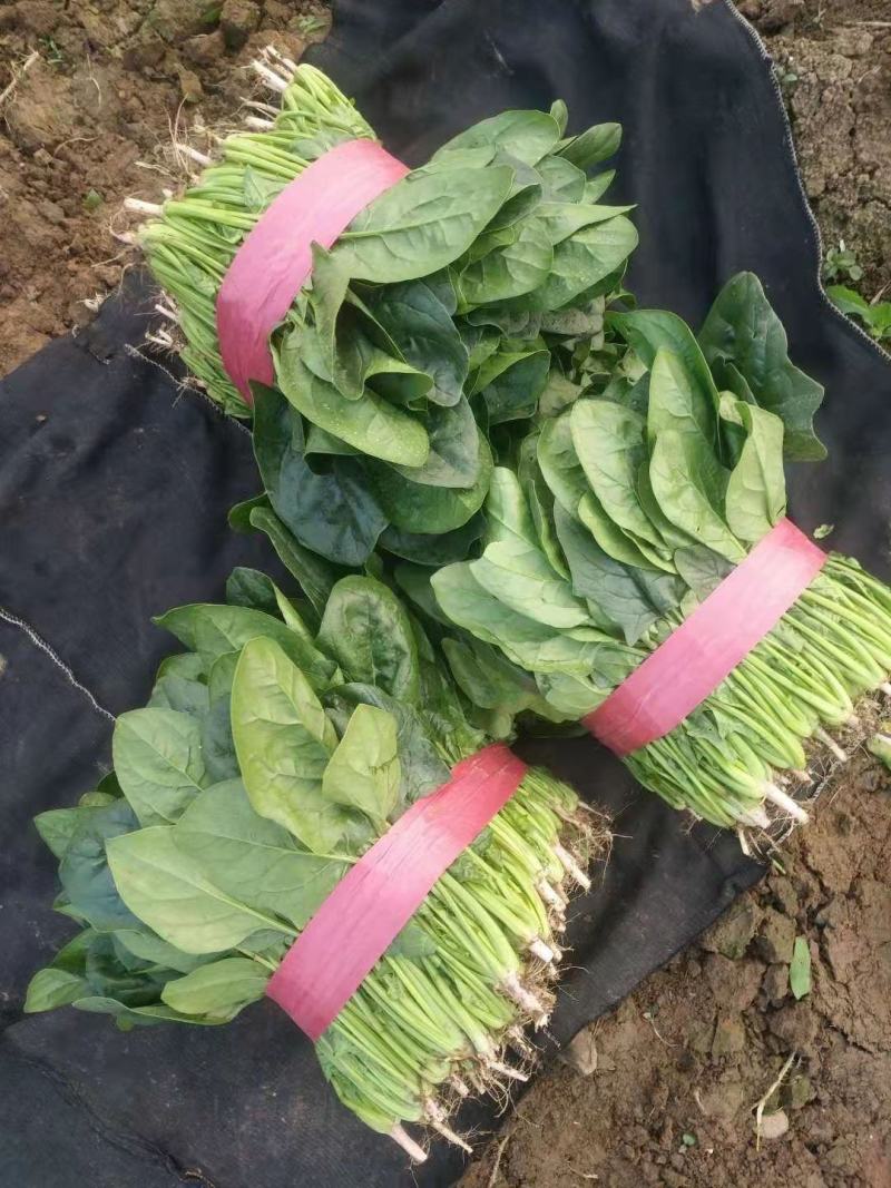 精品大叶菠菜，大量上市中，高度二十五到二十七公分