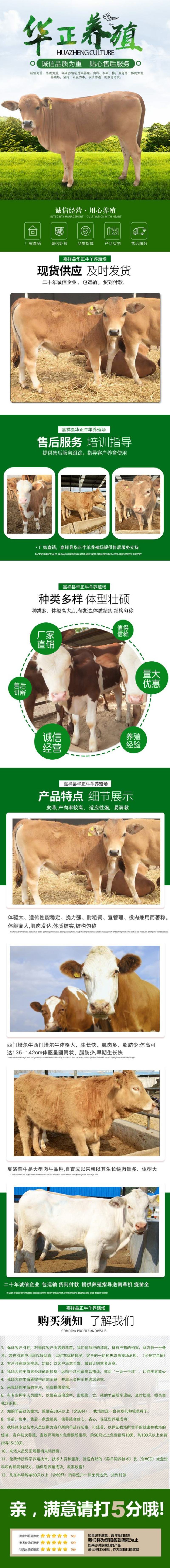 纯种鲁西南青山羊活体小羊羔活羊多胎多羔青山羊活苗孕母羊种