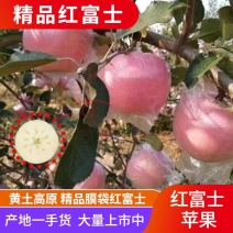 陕西渭北黄土高原冰糖心膜袋红富士苹果对接各大电商平台