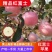 陕西渭北黄土高原冰糖心膜袋红富士苹果对接各大电商平台