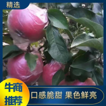 陕西渭北高原冰糖心膜袋富硒红富士苹果对接各大电商平