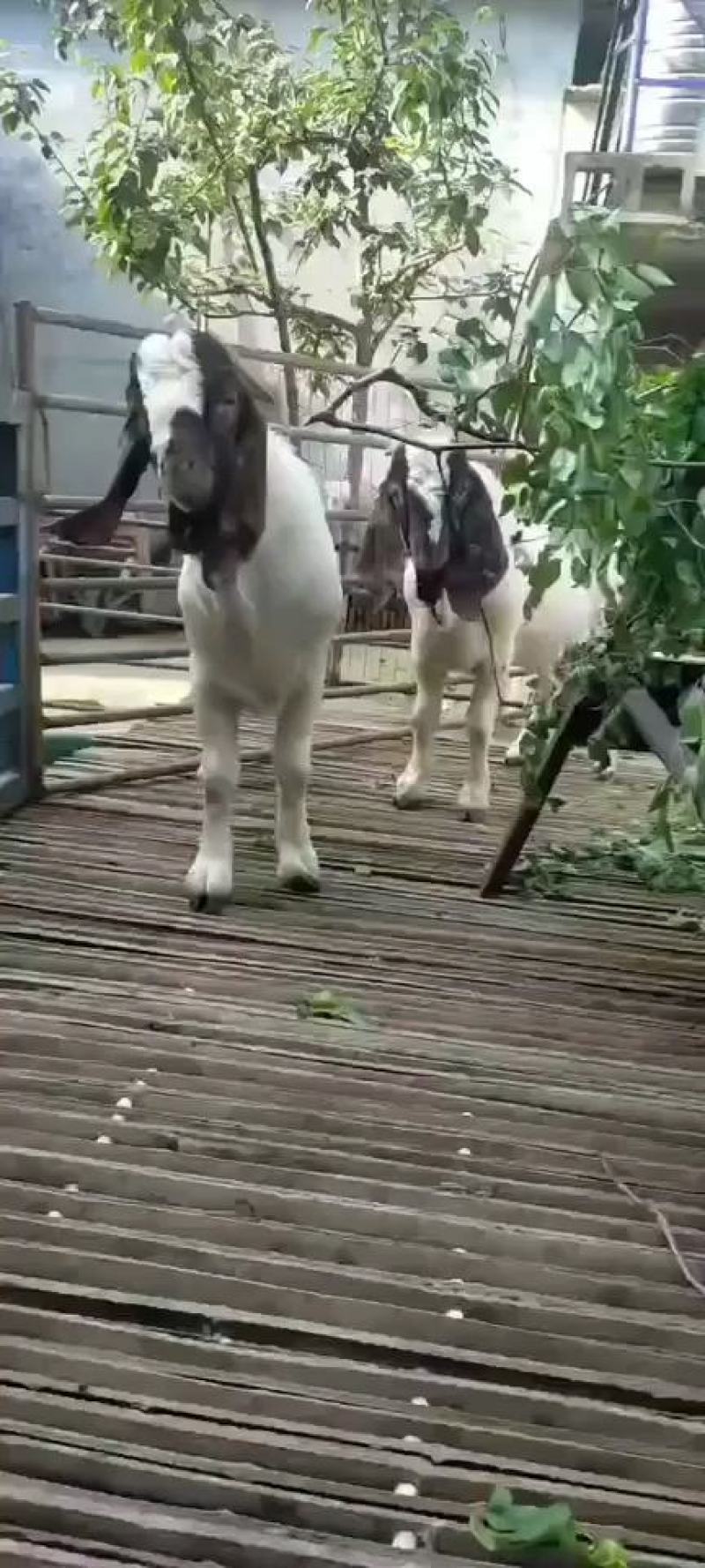 纯种鲁西南青山羊活体小羊羔活羊多胎多羔青山羊活苗孕母羊种