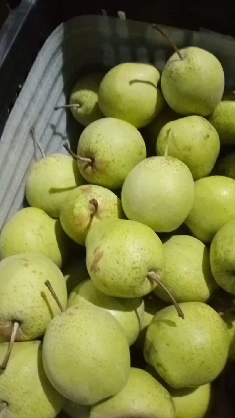 雪花梨大量上市中！质量好价格实惠！产地直供！
