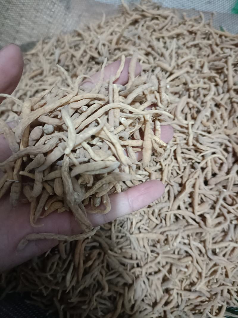 【傲宇药材】太子参孩子参，货好质优价低，