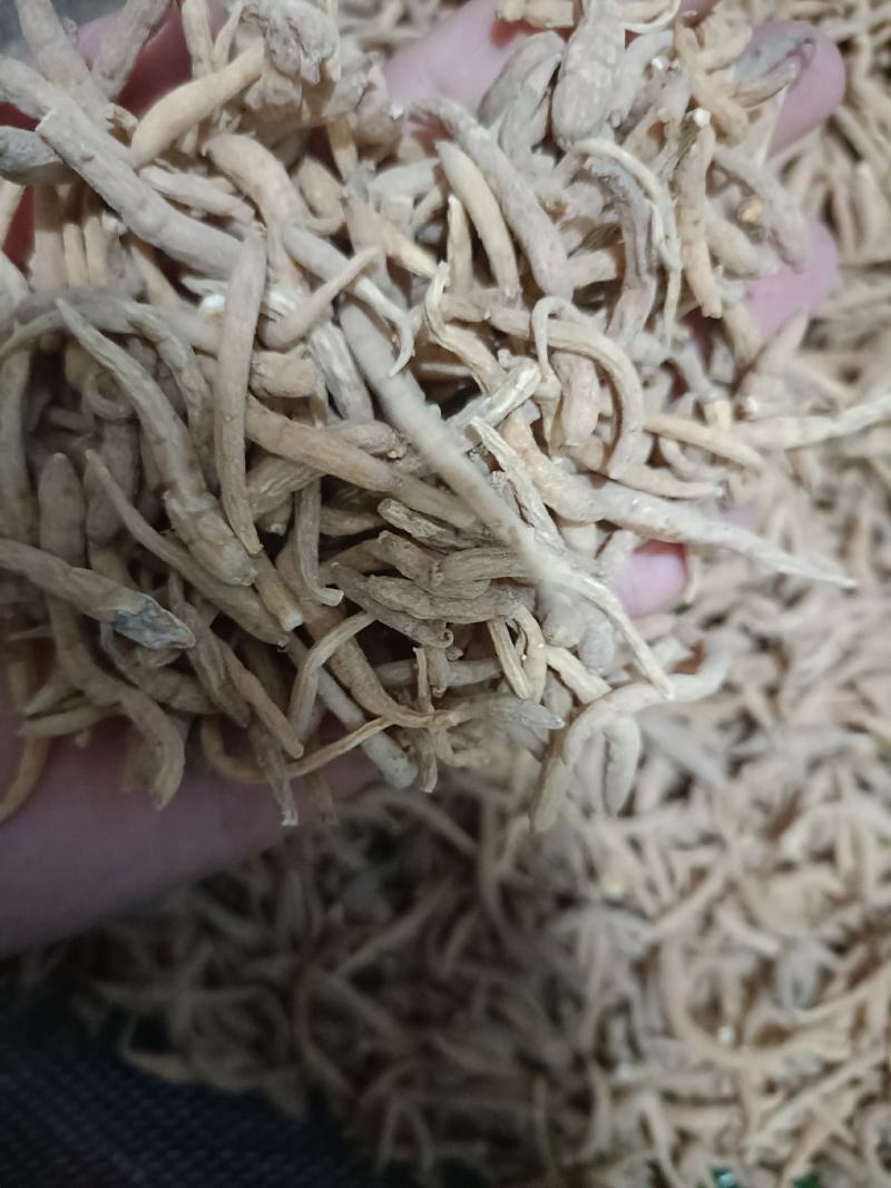 【傲宇药材】太子参孩子参，货好质优价低，