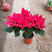 一品红盆栽中国红四季红节日庆典花卉室内吸甲醛净化空气绿植