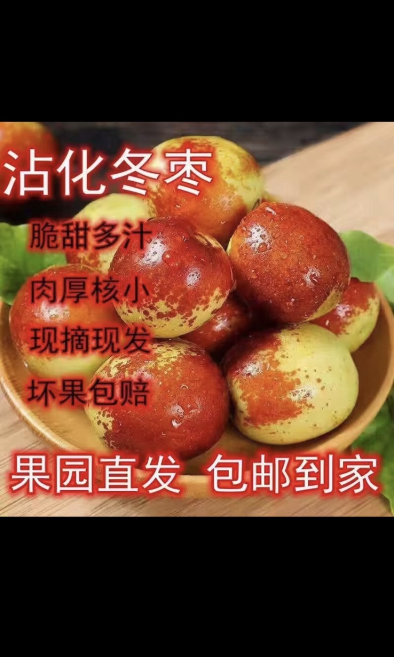 精品沾化冬枣上市产地直发量大从优质量保证欢迎咨询