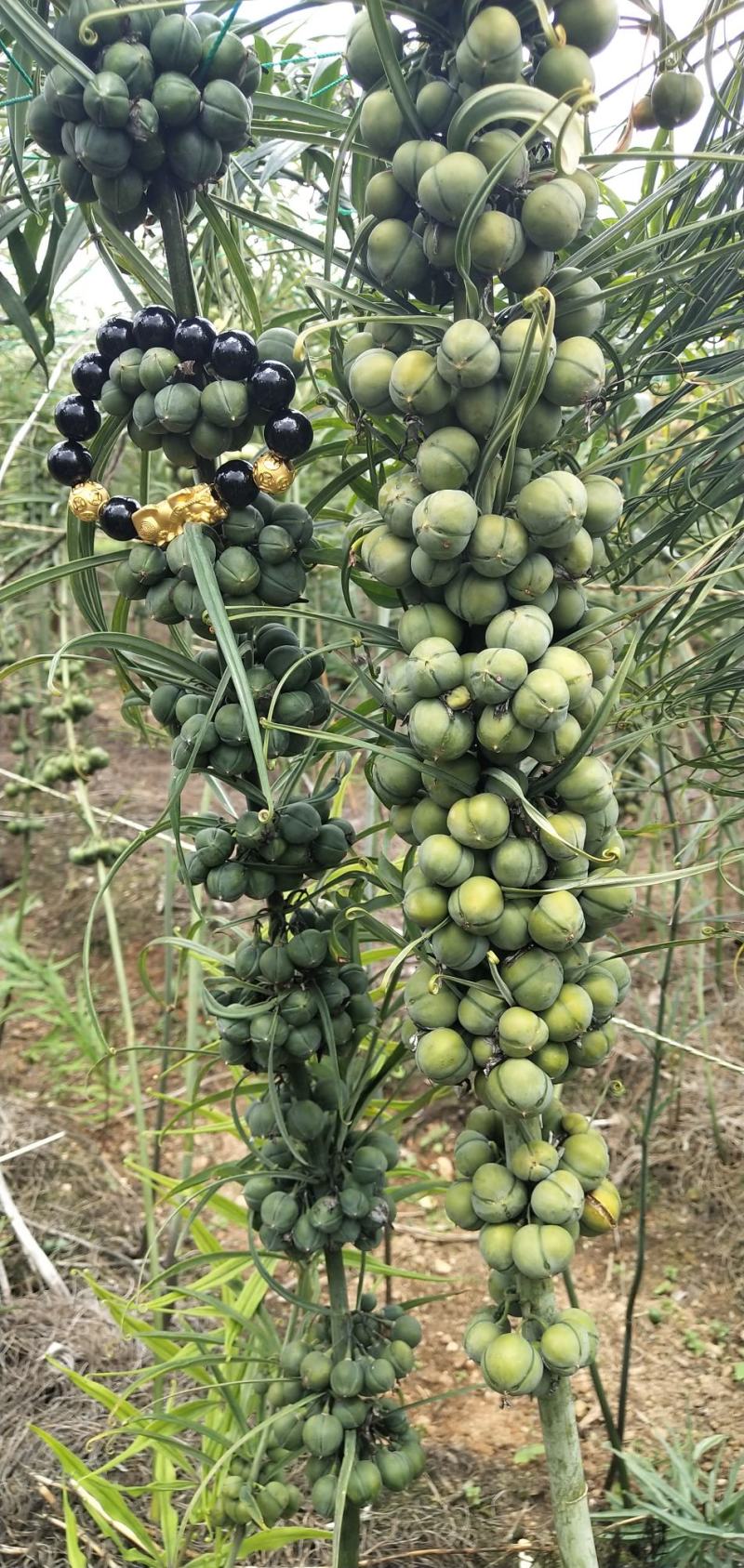 优质滇黄精种子节节高种子老虎姜种子质量好出芽率高