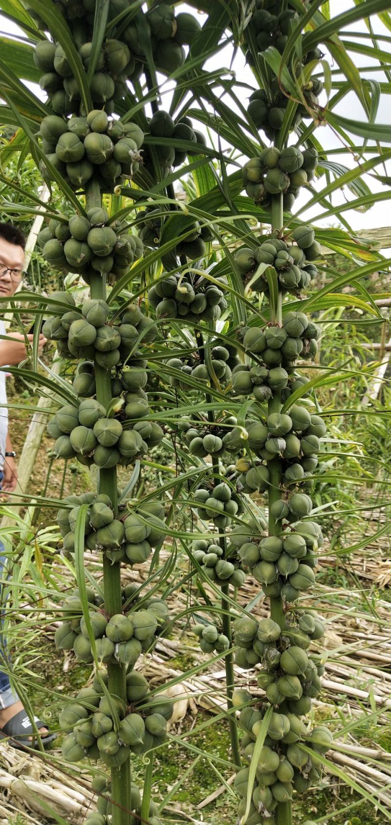 优质滇黄精种子节节高种子老虎姜种子质量好出芽率高