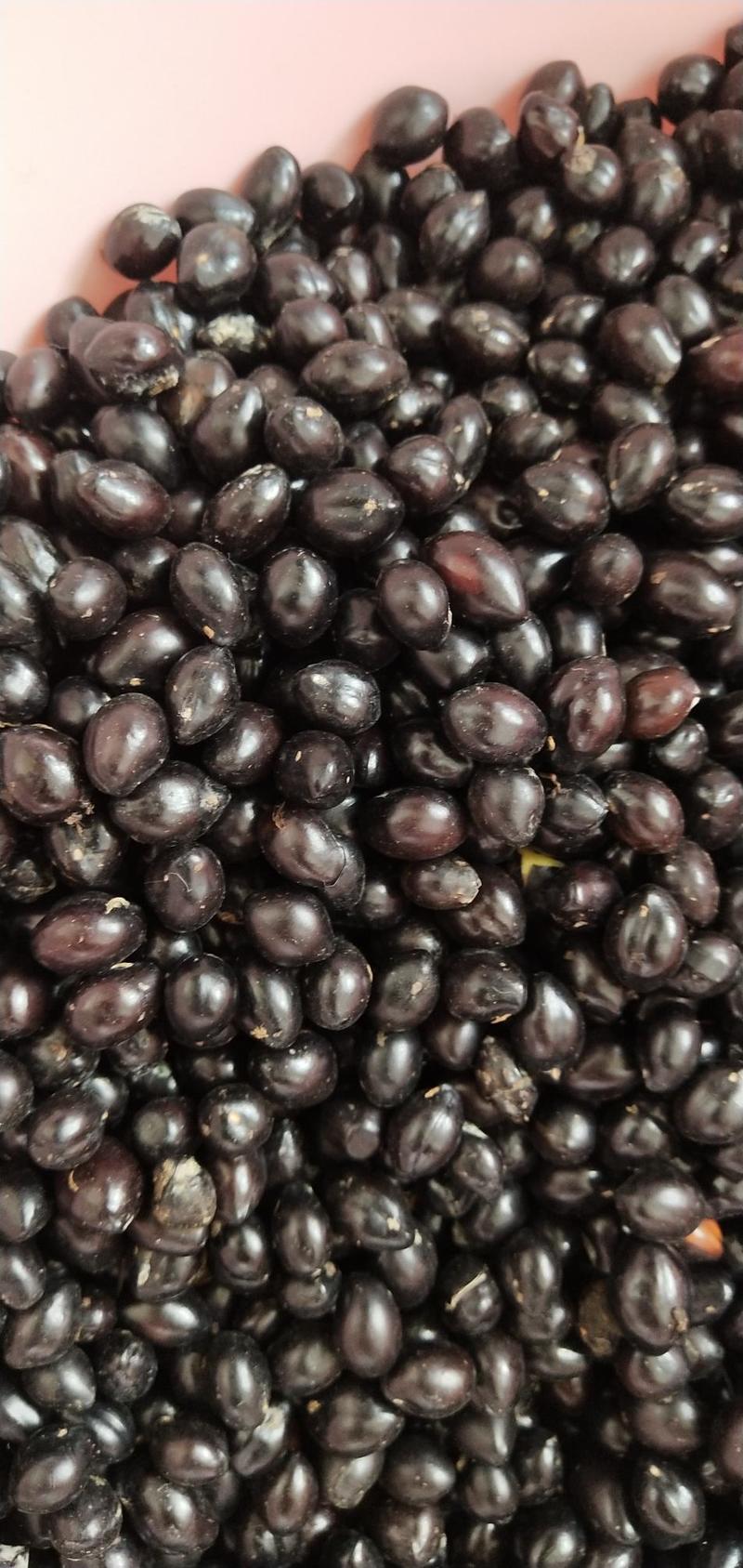 优质云南山豆根种子苦参种子广豆根种子提供种植技术指导