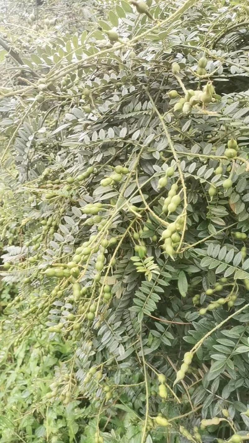 优质云南山豆根种子苦参种子广豆根种子提供种植技术指导