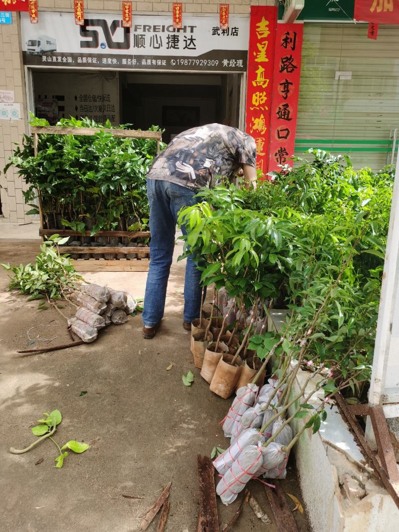 高端水果——冰荔苗，种植第二年就可以挂果了