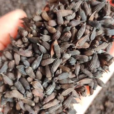 优质云南百部种子白花百部种子紫花百部种子提供种植技术指导