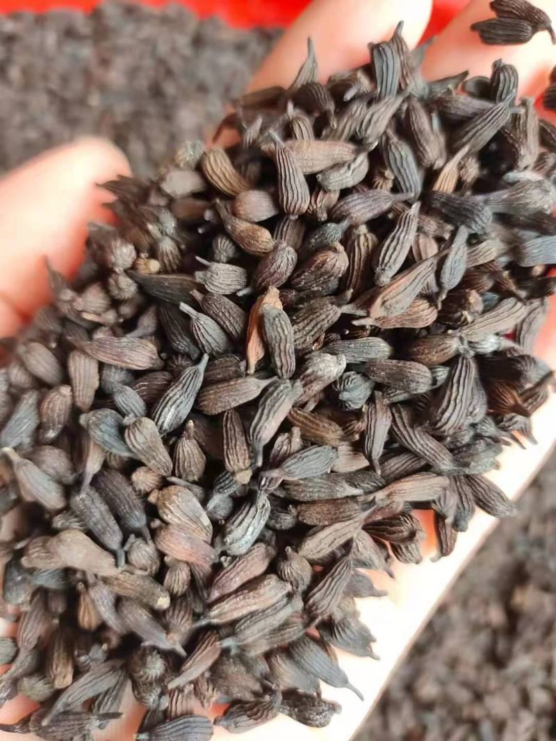 优质云南百部种子白花百部种子紫花百部种子提供种植技术指导