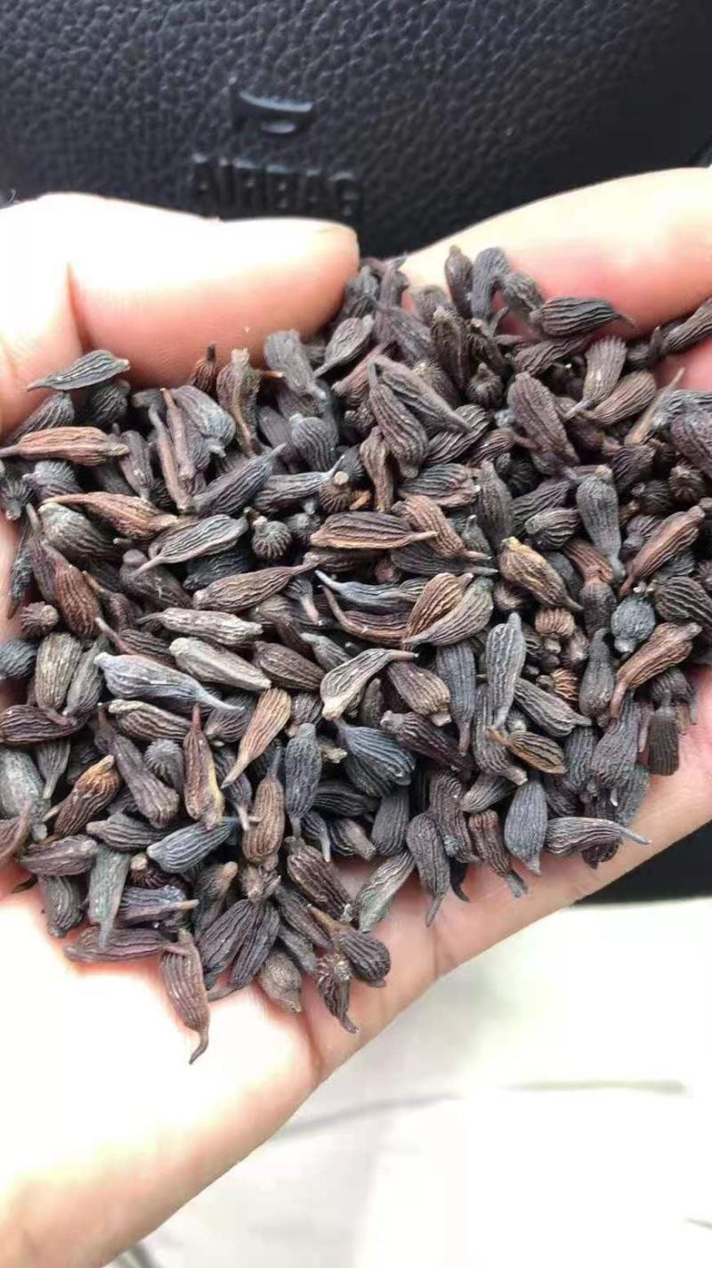 优质云南百部种子白花百部种子紫花百部种子提供种植技术指导