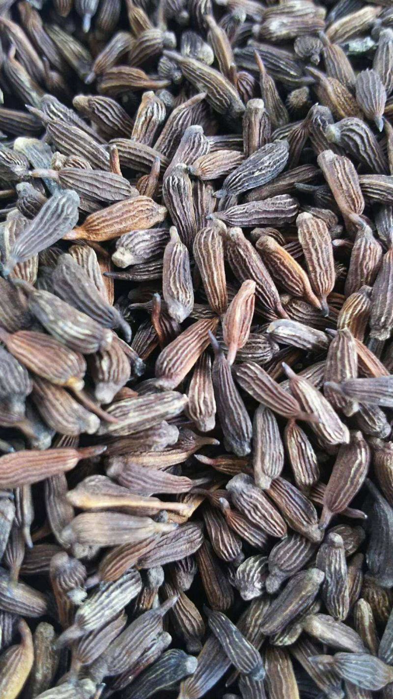优质云南百部种子白花百部种子紫花百部种子提供种植技术指导