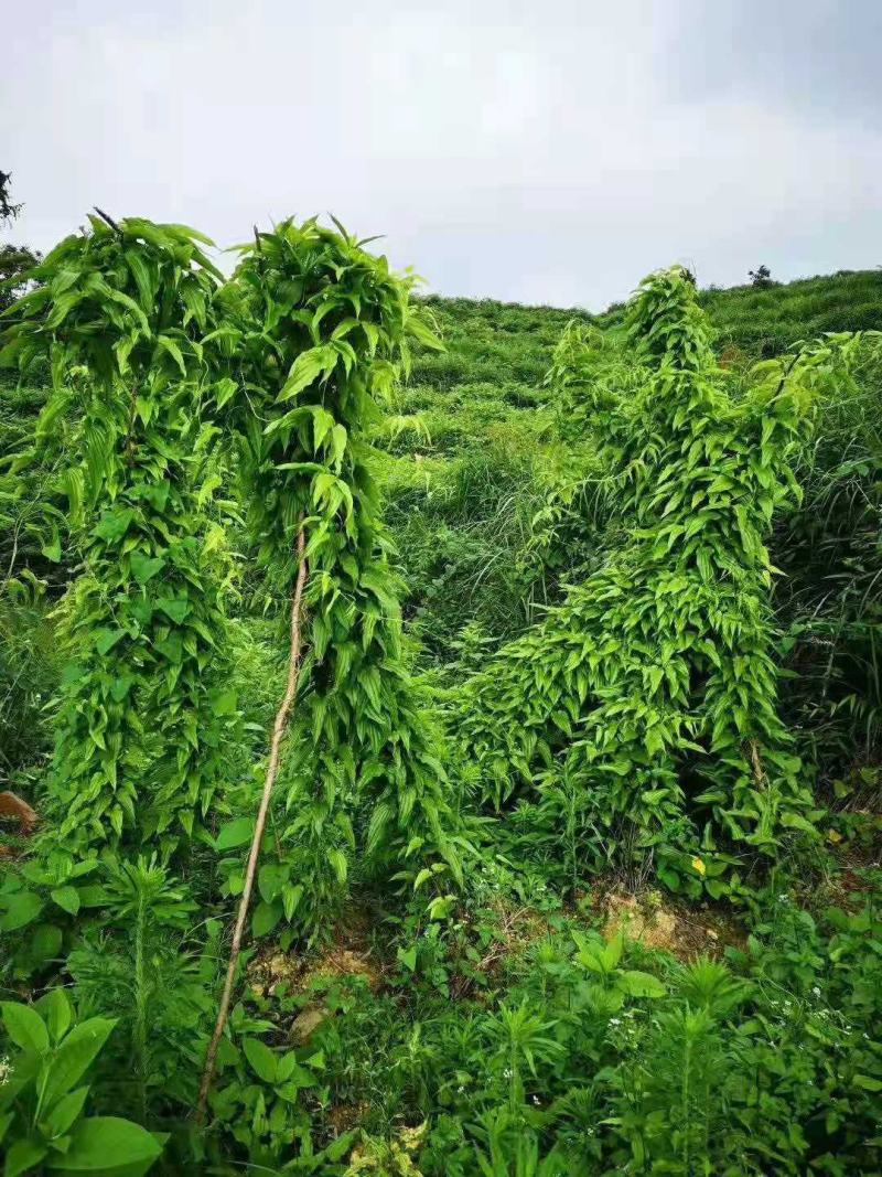 优质云南百部种子白花百部种子紫花百部种子提供种植技术指导
