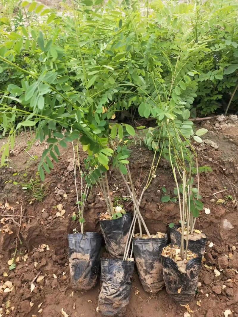 紫穗槐杯苗，40高60高，茬签苗，老枝条