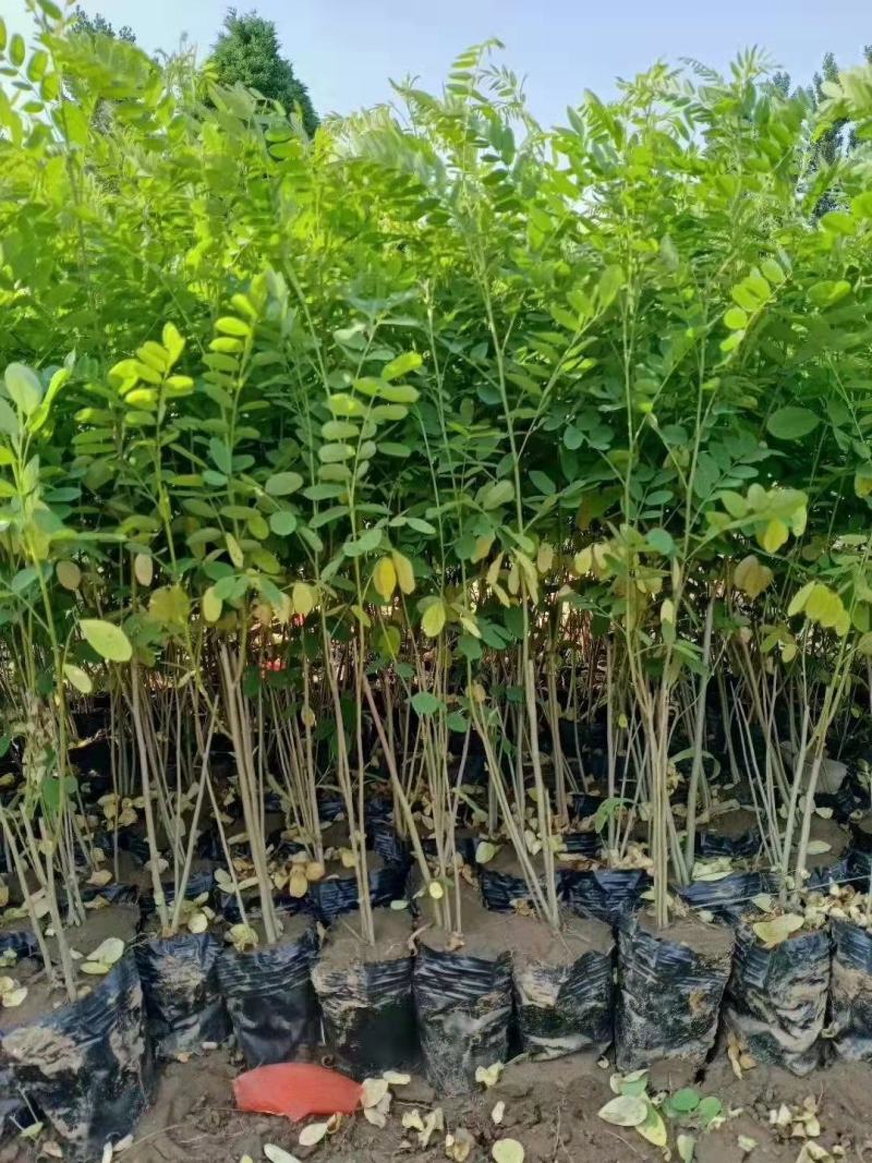 紫穗槐杯苗，40高60高，茬签苗，老枝条