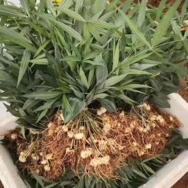 优质红花滇黄精苗黄精两年苗老虎姜苗多花黄精苗现挖现发