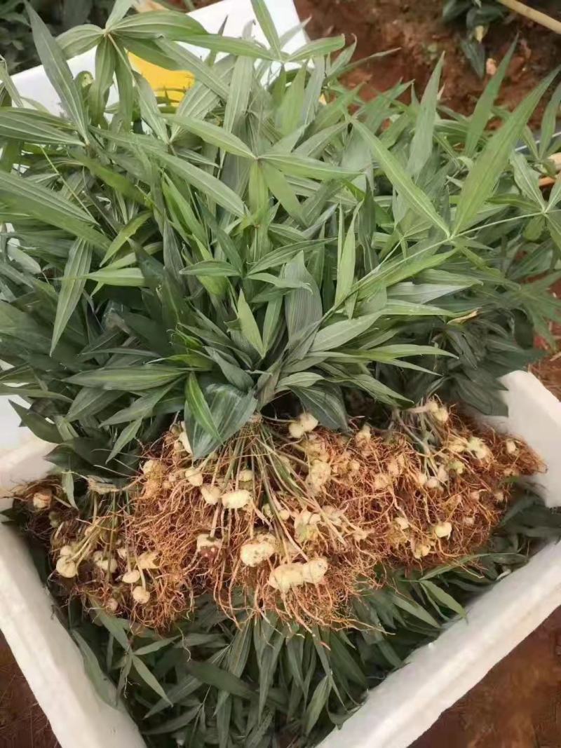 优质红花滇黄精苗黄精两年苗老虎姜苗多花黄精苗现挖现发