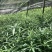 优质红花滇黄精苗黄精两年苗老虎姜苗多花黄精苗现挖现发