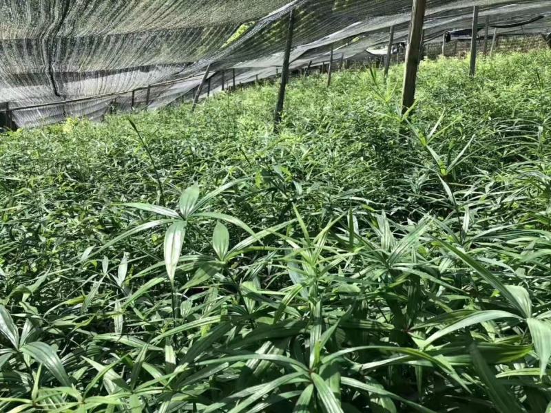 优质红花滇黄精苗黄精两年苗老虎姜苗多花黄精苗现挖现发