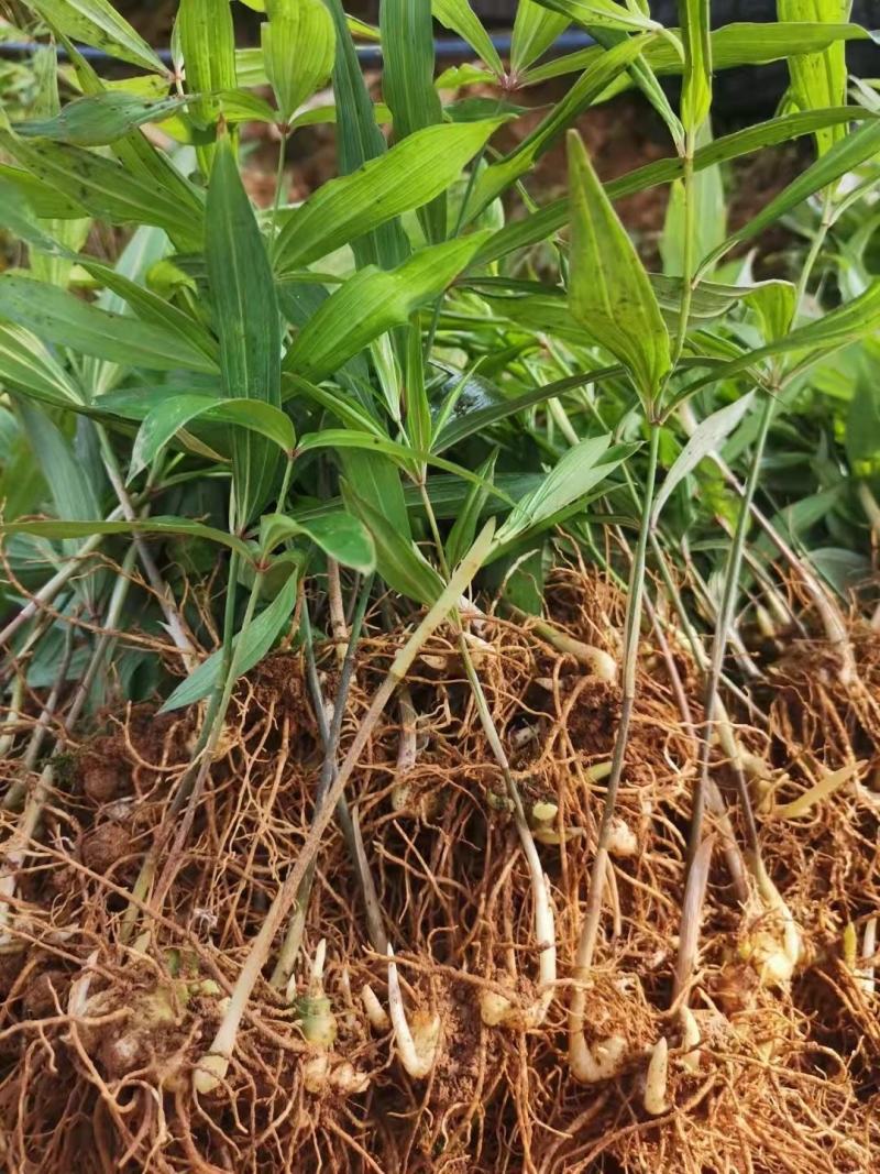 优质红花滇黄精苗黄精两年苗老虎姜苗多花黄精苗现挖现发