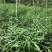 优质红花滇黄精苗黄精两年苗老虎姜苗多花黄精苗现挖现发