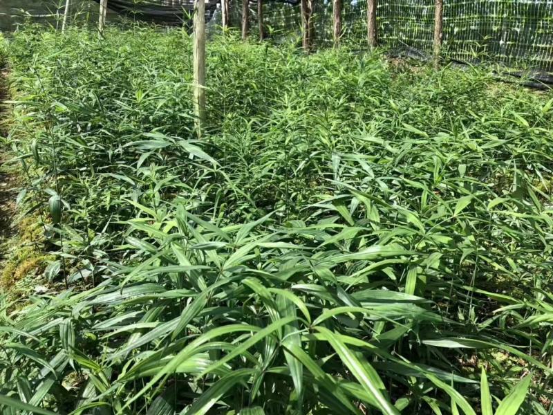 优质红花滇黄精苗黄精两年苗老虎姜苗多花黄精苗现挖现发