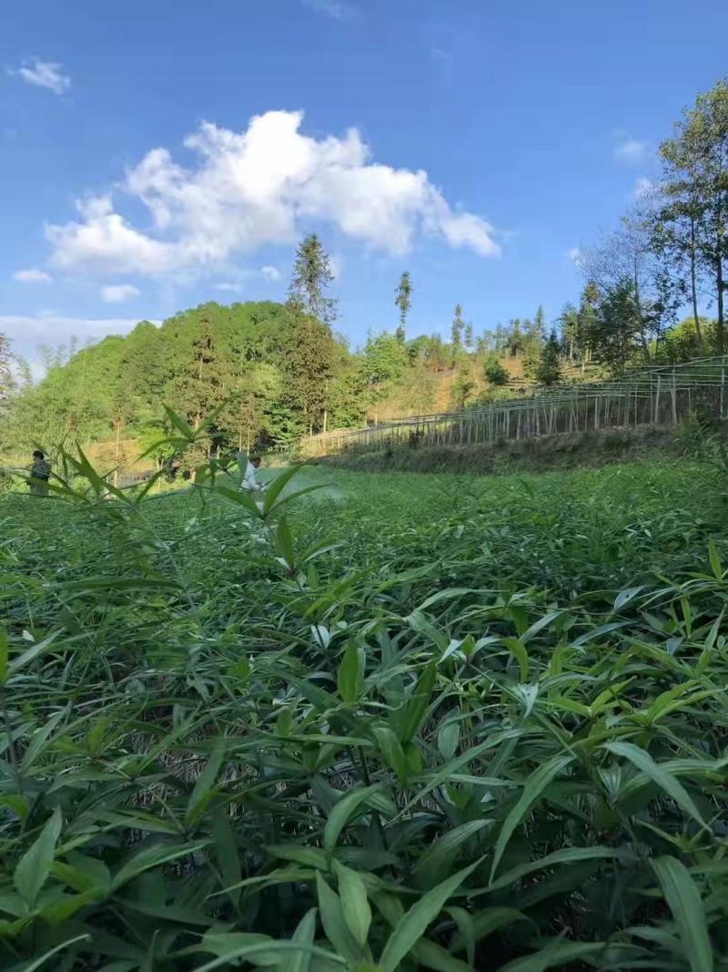 优质红花滇黄精苗黄精两年苗老虎姜苗多花黄精苗现挖现发