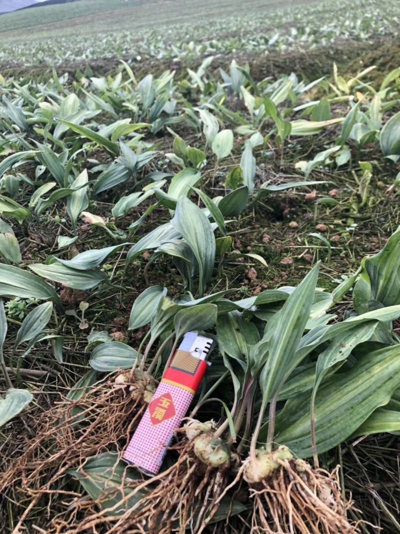 优质云南滇黄精苗红花黄精苗黄精籽育苗老虎姜苗现挖现发