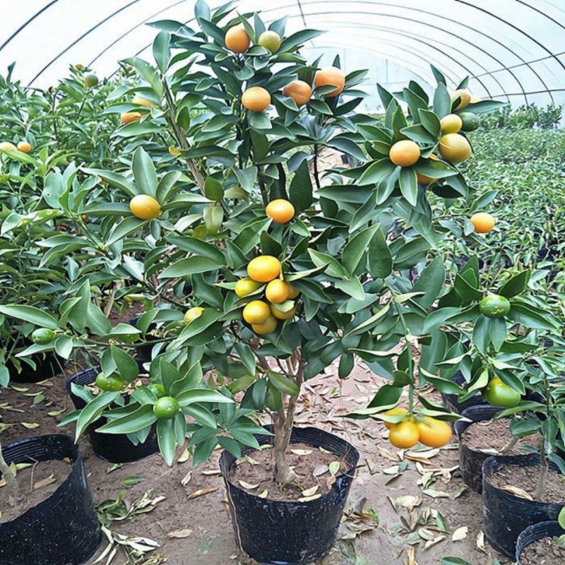 四季金桔盆栽可食用脆皮金桔树苗阳台室内观赏南北方种植带果