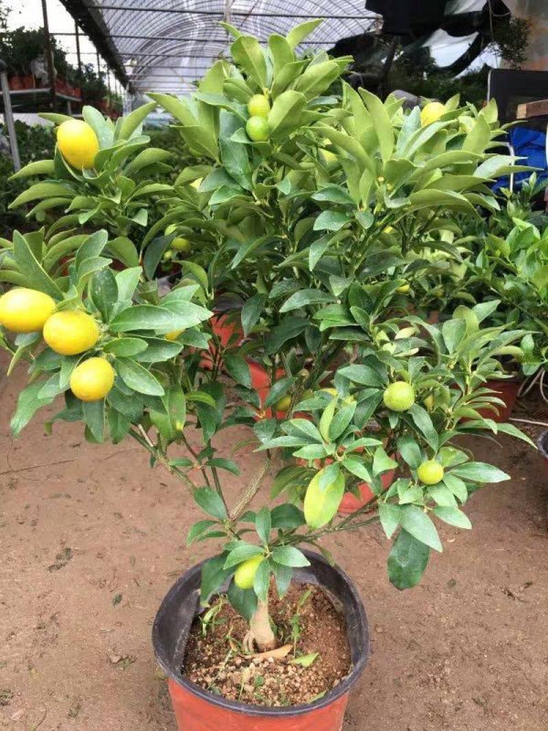 四季金桔盆栽可食用脆皮金桔树苗阳台室内观赏南北方种植带果