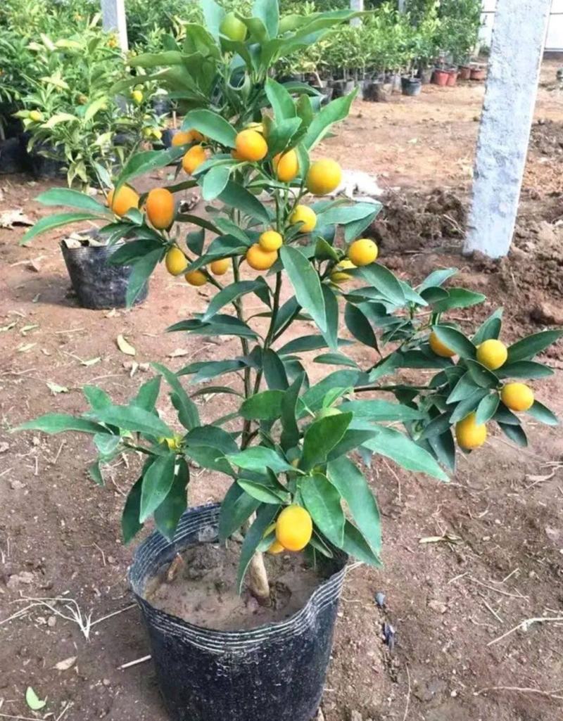 四季金桔盆栽可食用脆皮金桔树苗阳台室内观赏南北方种植带果