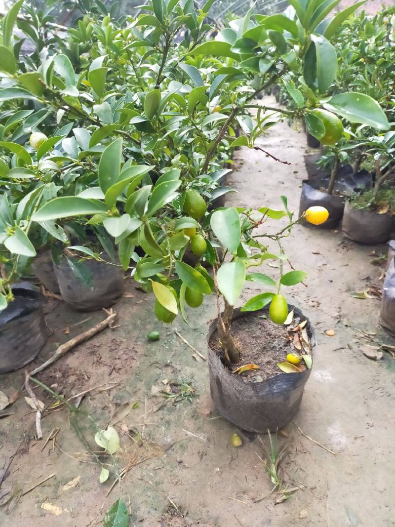 四季金桔盆栽可食用脆皮金桔树苗阳台室内观赏南北方种植带果