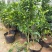 四季金桔盆栽可食用脆皮金桔树苗阳台室内观赏南北方种植带果