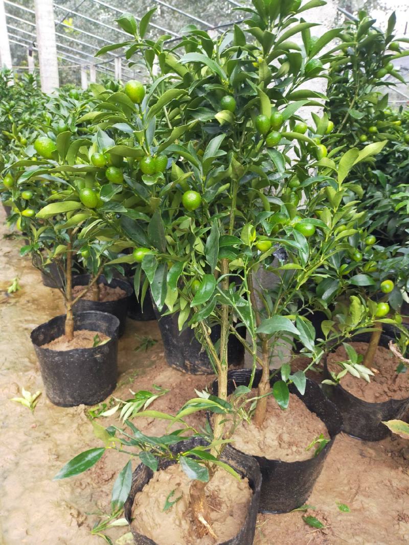 四季金桔盆栽可食用脆皮金桔树苗阳台室内观赏南北方种植带果