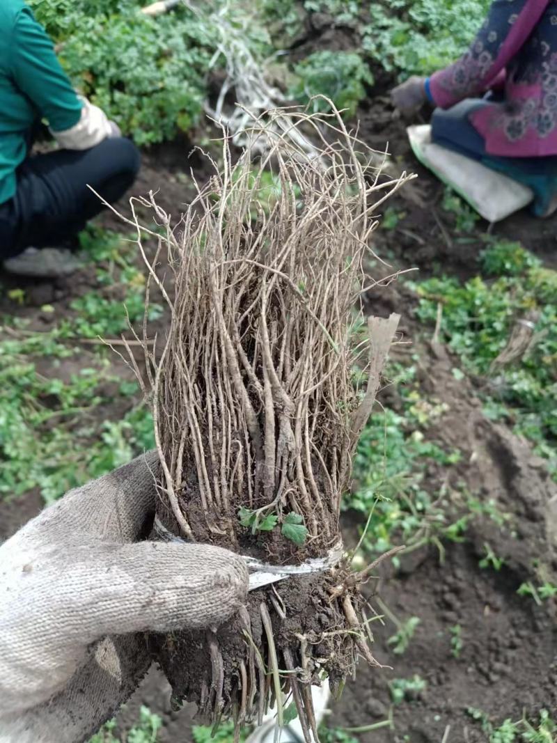 当归苗子，苗子匀称，土轻，现大量有货，需要的老板们联系