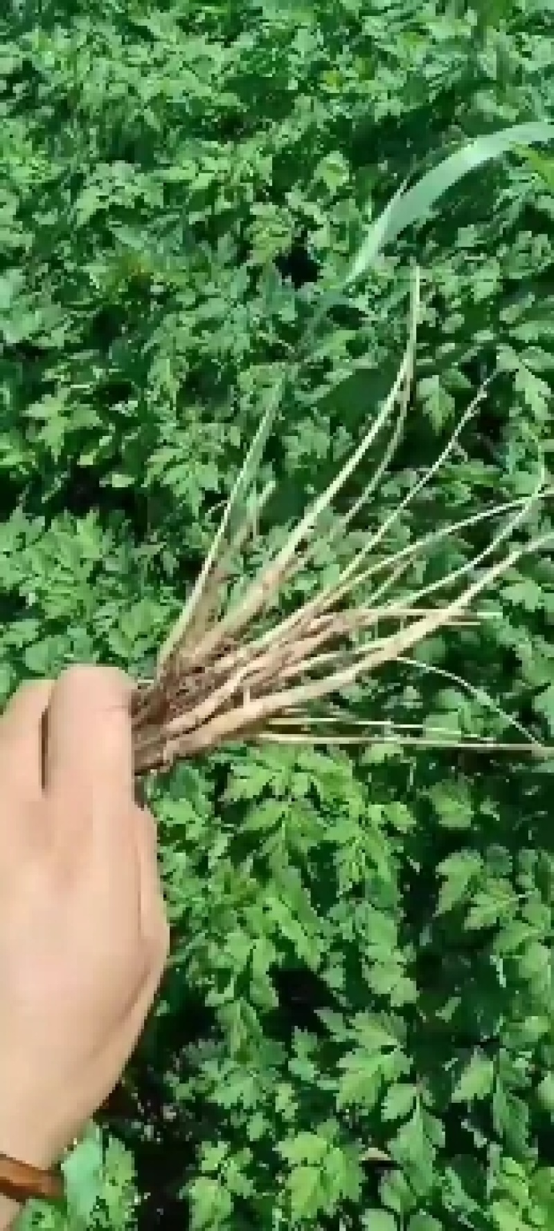 当归苗子，苗子匀称，土轻，现大量有货，需要的老板们联系