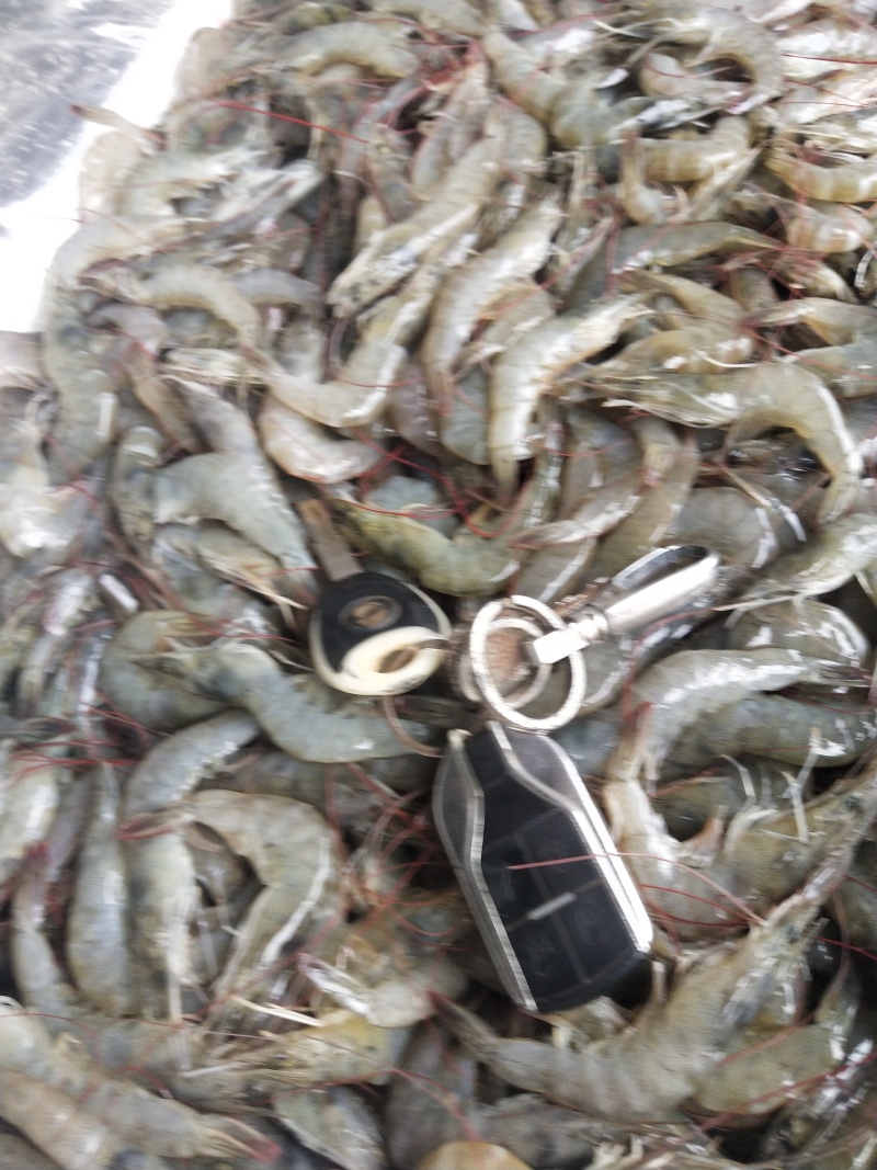 冰鲜虾