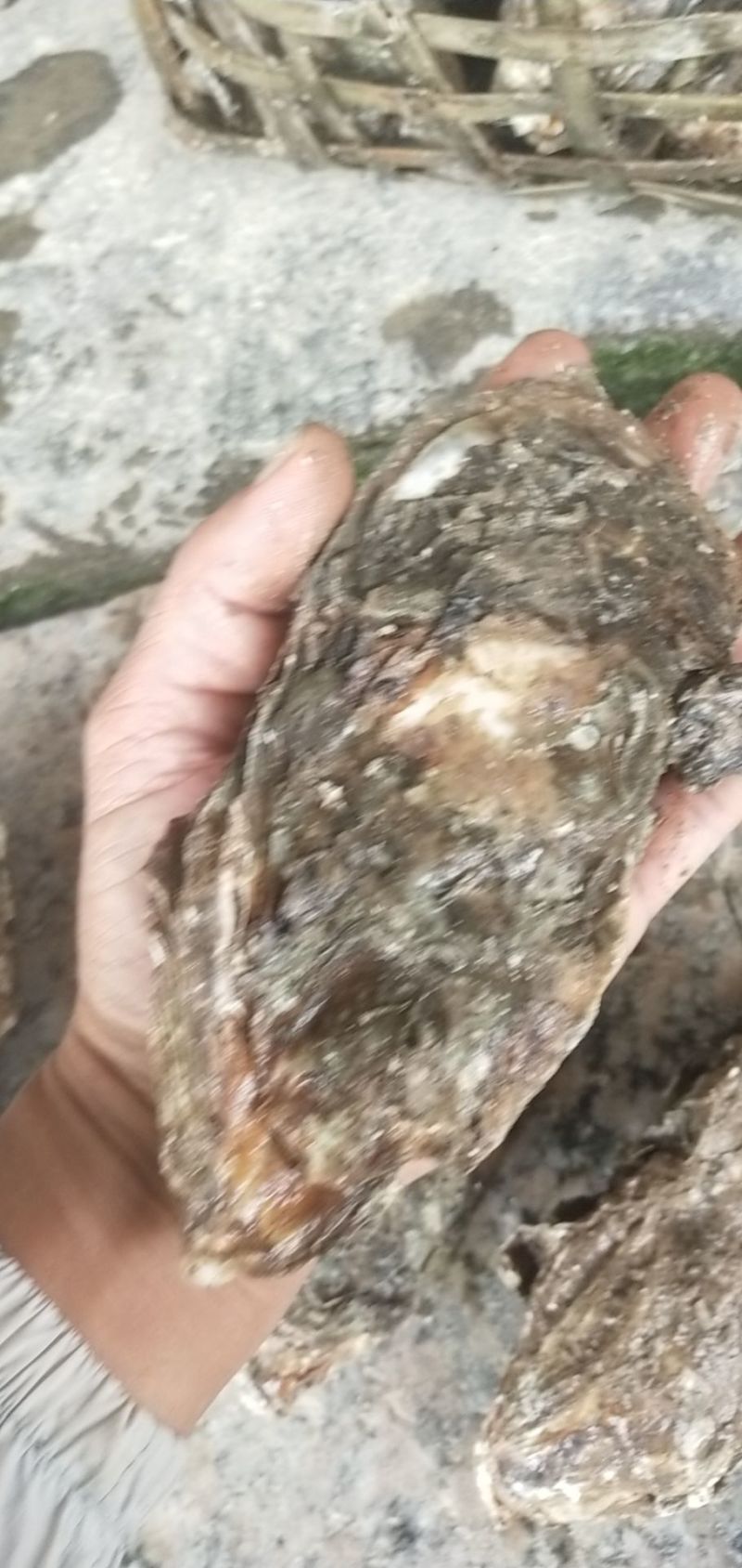 北部湾生蚝