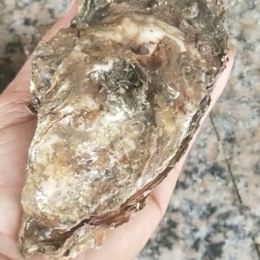 北部湾生蚝
