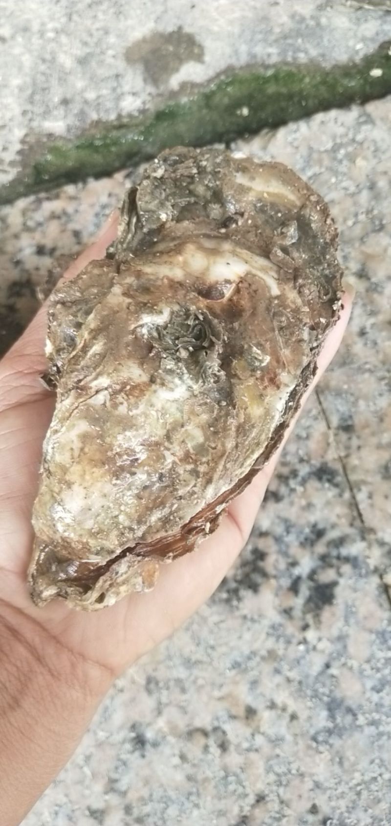 北部湾生蚝