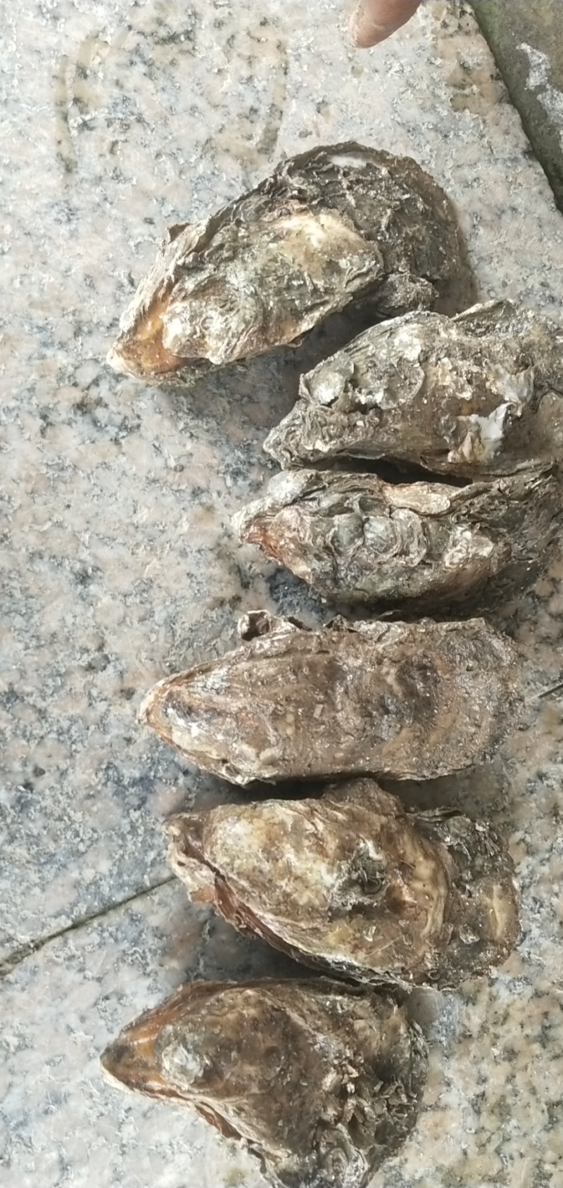 北部湾生蚝