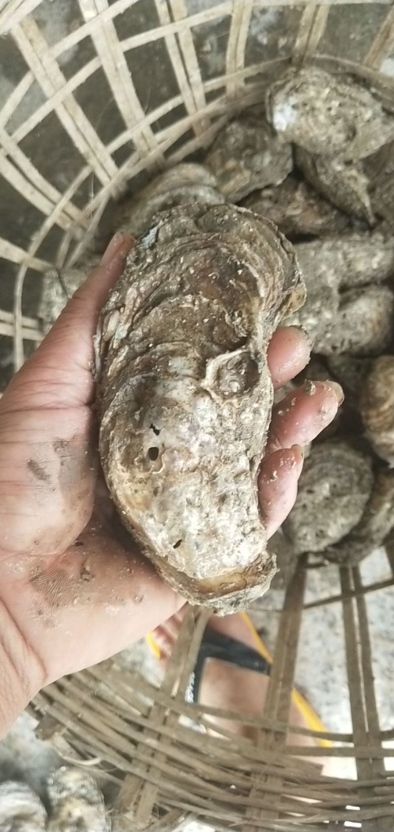 北部湾生蚝