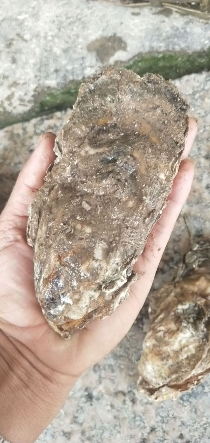 北部湾生蚝