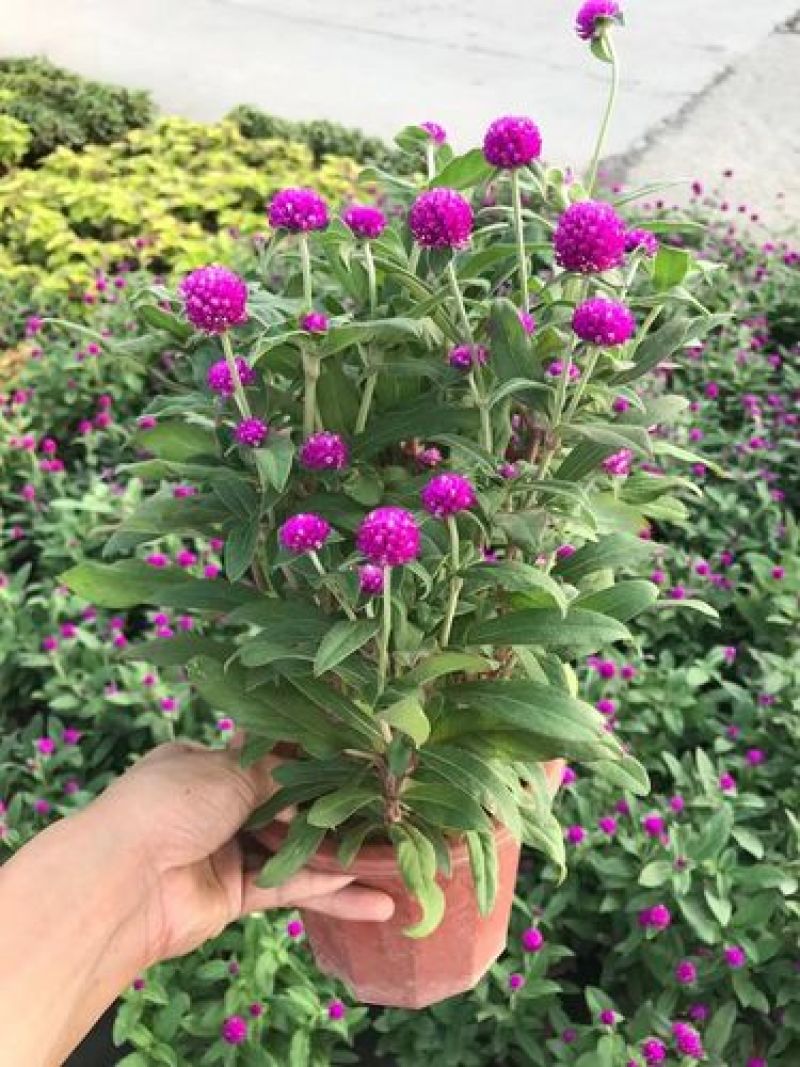 千日红盆栽带花苞阳台室外耐晒好养花卉观花植物粉色千日红