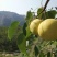 陕西乾县女皇酥梨，甜酥梨，冰糖雪梨，一件批发，【包邮】
